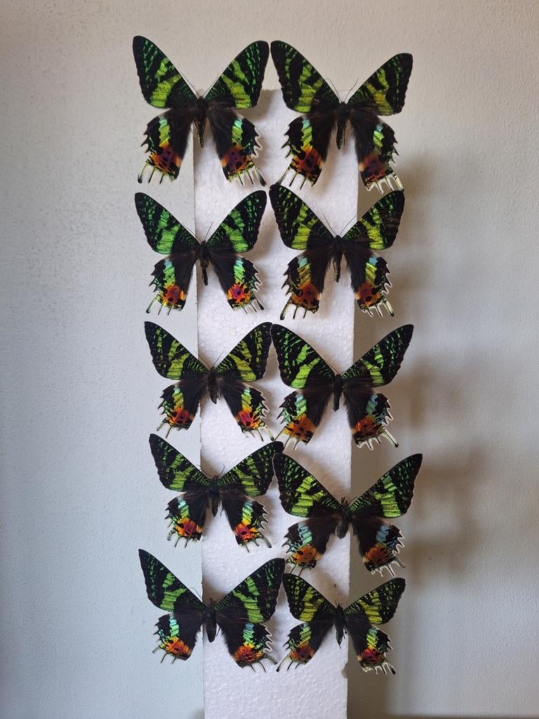 Opgezette vlinders. Urania Ripheus vlinders, Verzamelen, Dierenverzamelingen, Ophalen of Verzenden, Nieuw, Insect, Opgezet dier