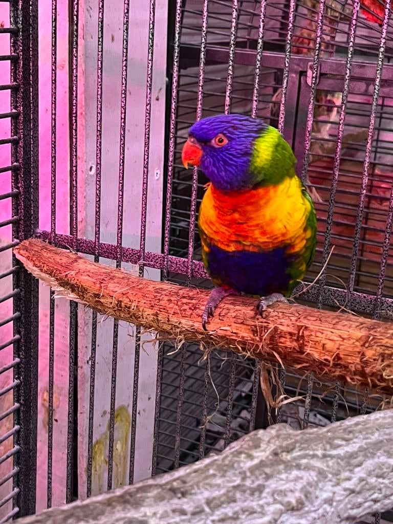 Lori, Dieren en Toebehoren, Geslacht onbekend, Papegaai, Geringd