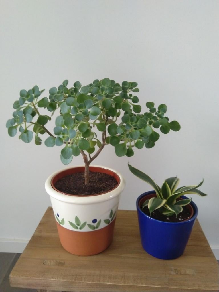 Tree of love plant en Dracaena trifasciata plant in bloempot, Ophalen, Halfschaduw, Minder dan 100 cm