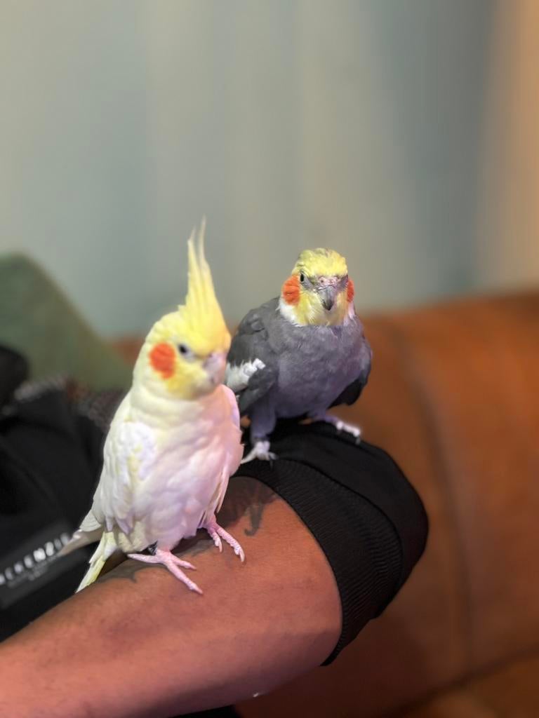 2 lieve valkparkieten te koop (liefst samen) + gratis kooi, Dieren en Toebehoren, Vogels | Parkieten en Papegaaien, Meerdere dieren