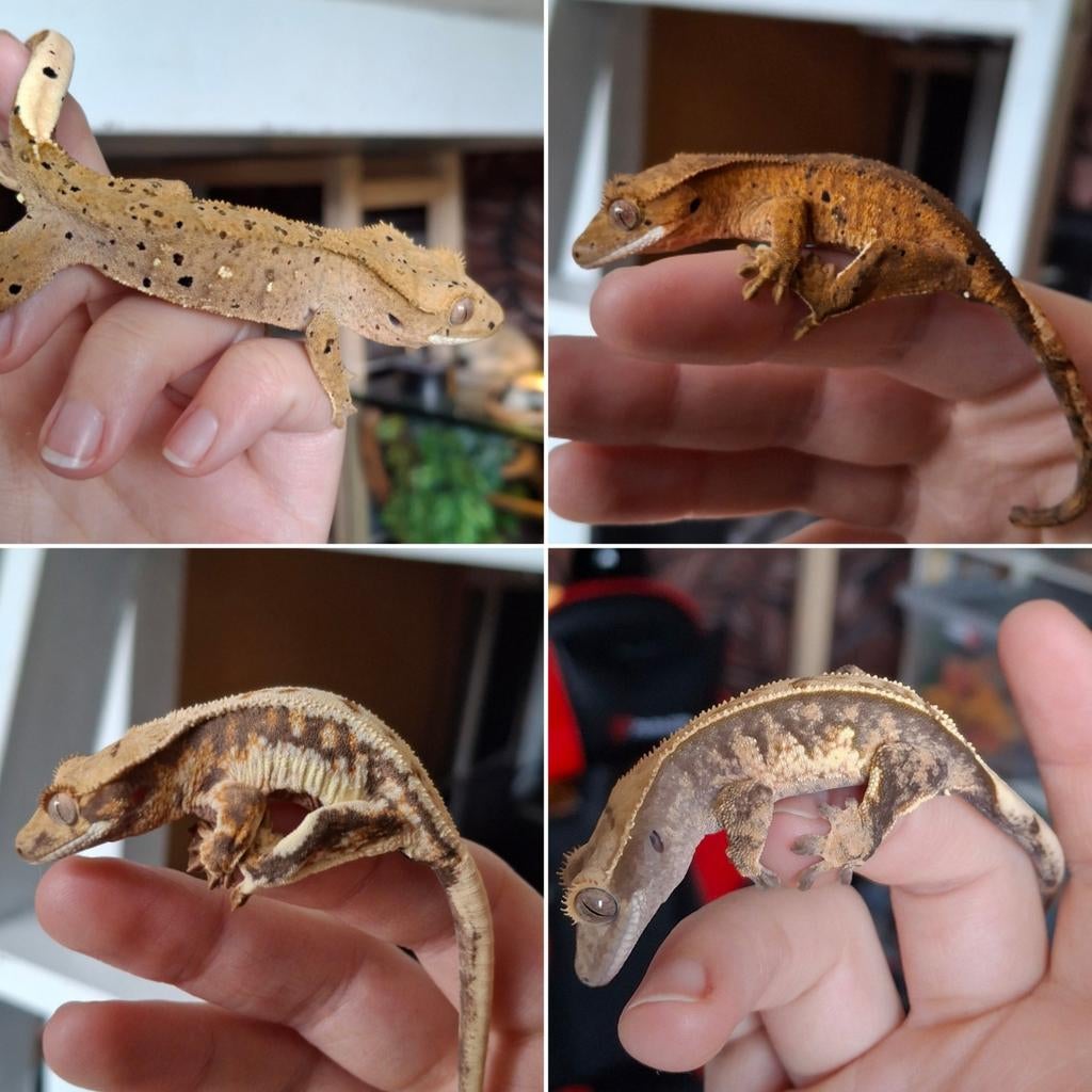 Laatste dag afgeprijsd! 4 wimpergekko/crested gecko mannen Crested Gecko - male for sale from Lotus' Creatures