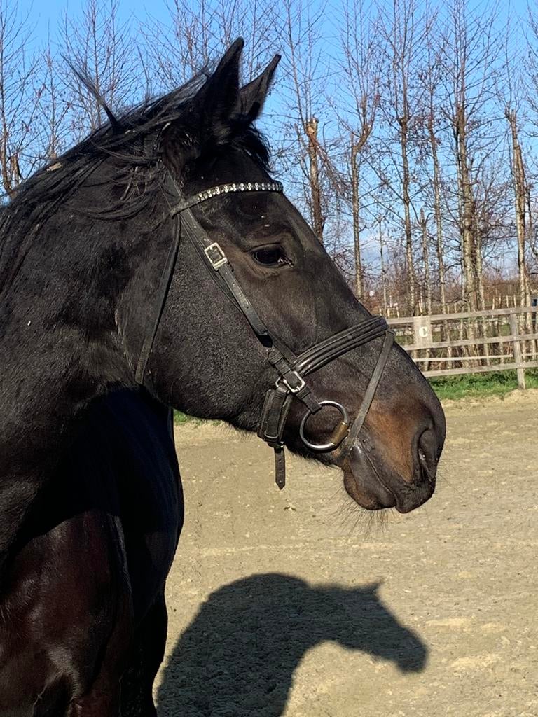 Stalling aangeboden voor merrie, Stalling