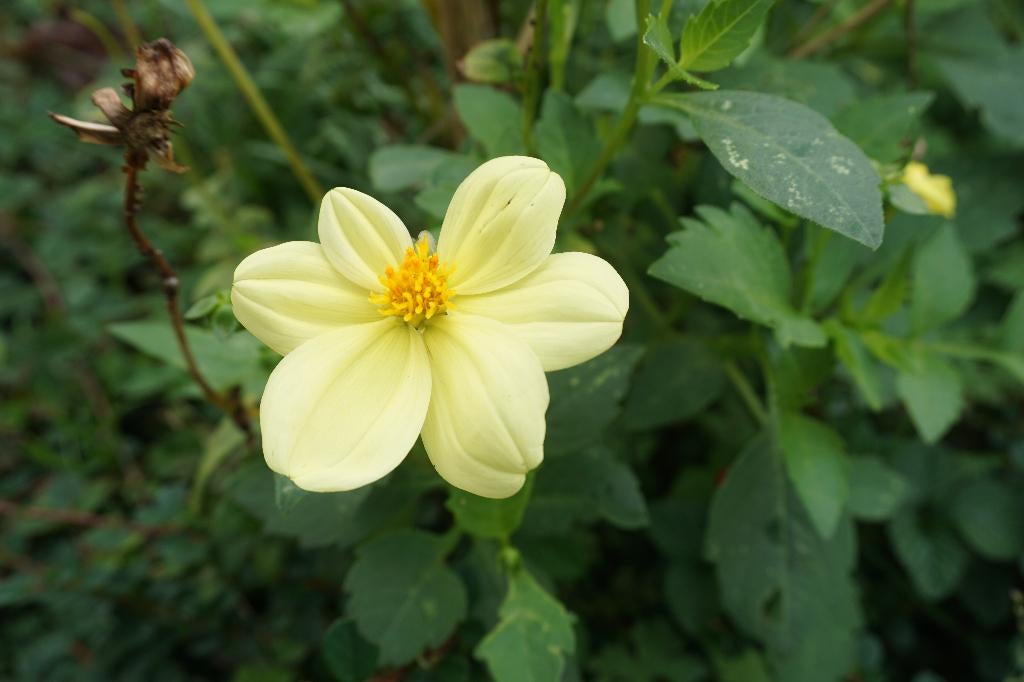 Dahlia's divers, Tuin en Terras, Volle zon, Vaste plant, Zomer, Ophalen