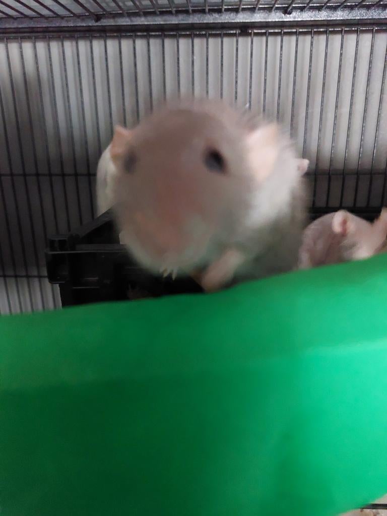 Dames rat, Rat, Juni, Vrouwelijk, Tam