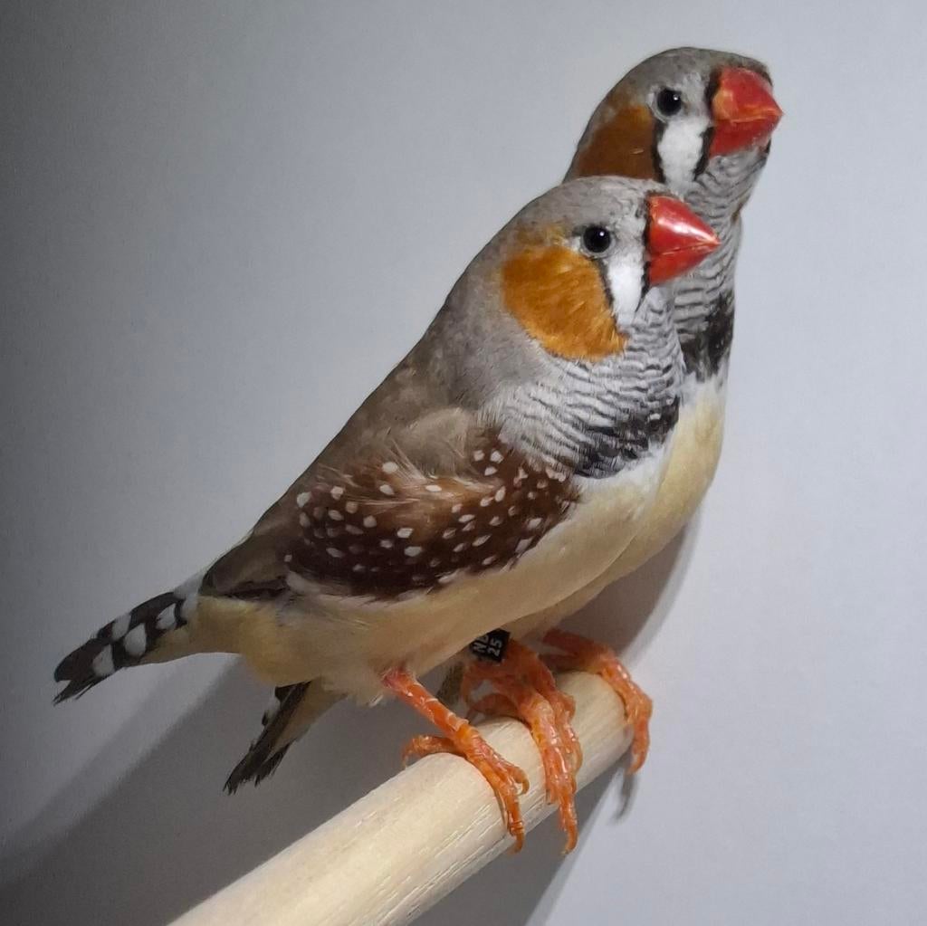 Zebravink mannen, Mannelijk, Tropenvogel, Geringd