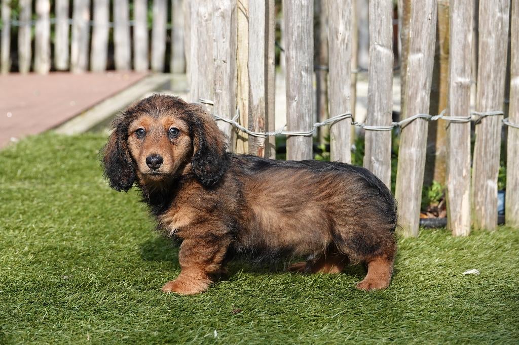 Langharige dwergteckel pups, met stamboom (geteste ouders), Parvo, België, 8 tot 15 weken, Dwerg