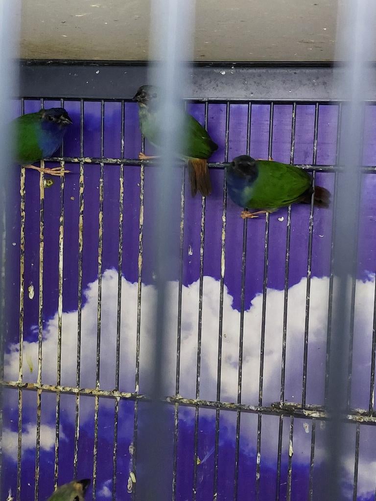 Forbes papagaaiamadine l Verschillende koppels, Meerdere dieren, Tropenvogel, Geringd