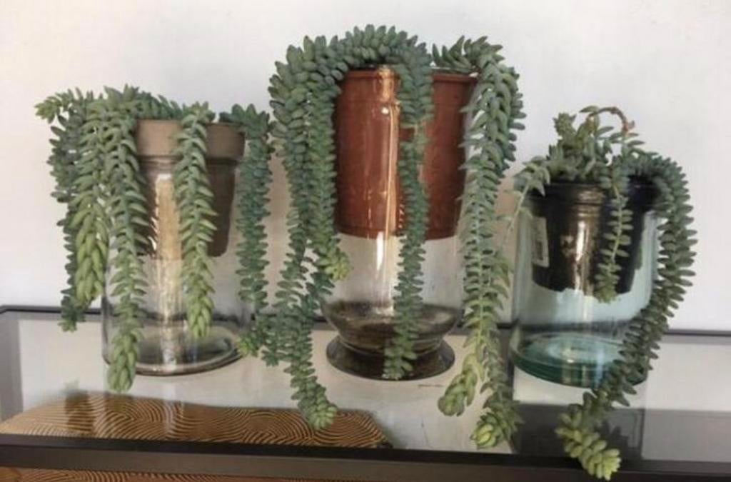 vintage vazen glas diverse maten bio kamerplanten stekjes, In pot, Minder dan 100 cm, Bloeiende kamerplant, Halfschaduw