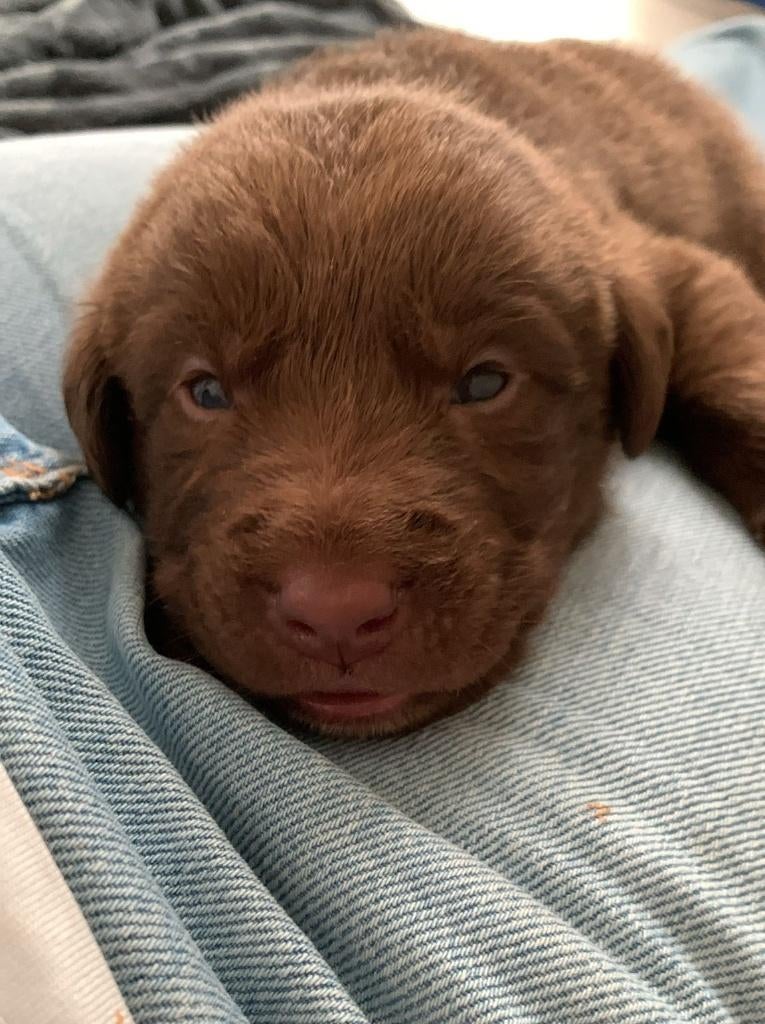 Labrador weimaraner / Labrador kroatische herder pups puppie, Dieren en Toebehoren, Overige rassen, 8 tot 15 weken, Meerdere, Meerdere dieren