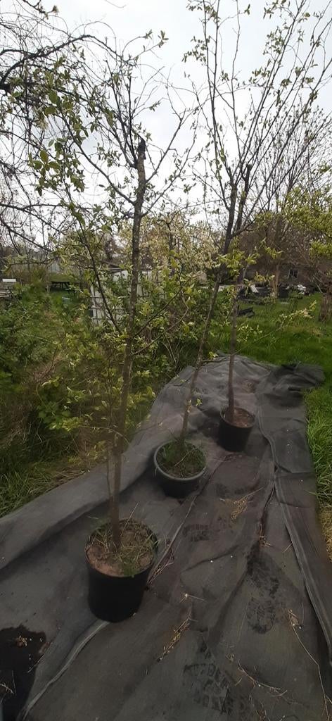 Kweepeer bomen, Ophalen, In pot, Lente