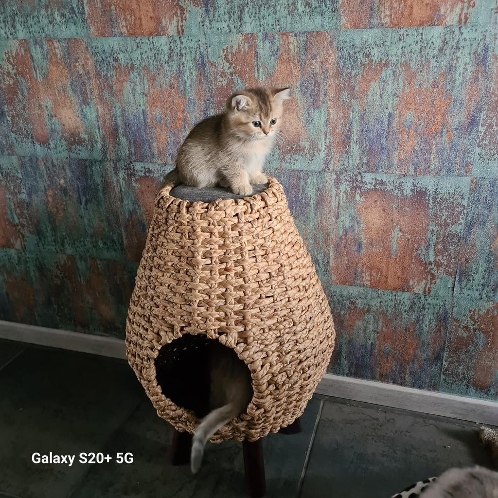 Britse korthaar kittens, Meerdere dieren, Ontwormd