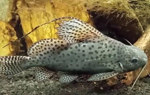 Synodontis, Dieren en Toebehoren, Vis