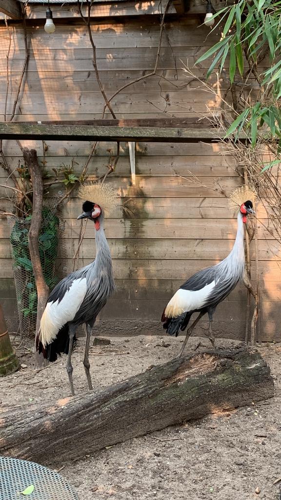 Broedrijpe kroonkraanvogel vrouw, Vrouwelijk, Gans of Zwaan