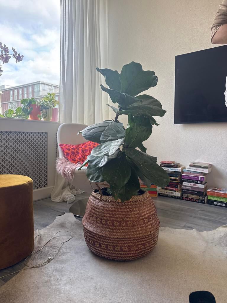 Vioolplant/tabaksplant 70 cm inclusief mand, Vaste plant, Bloeit niet, Halfschaduw, Ophalen