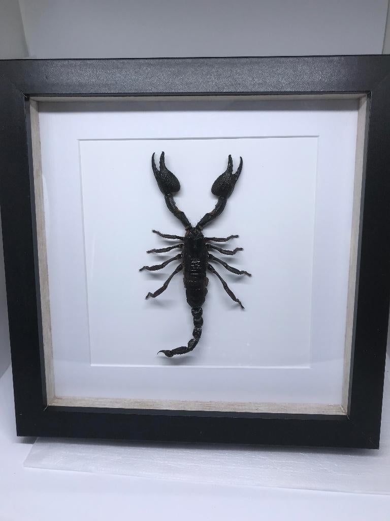 schorpioen, Verzamelen, Ophalen, Nieuw, Overige soorten, Opgezet dier