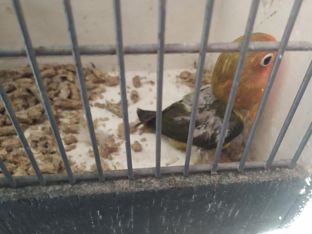 Fischerie, Dieren en Toebehoren, Parkiet