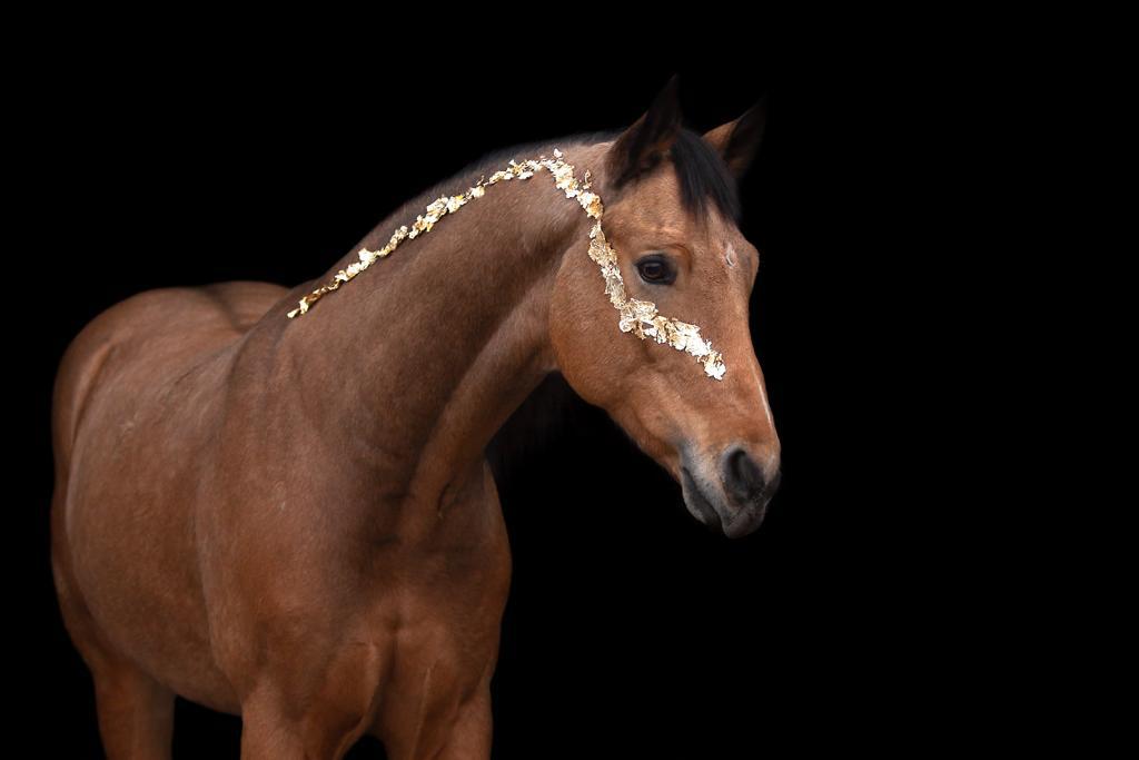 Talent volle e pony, Dieren en Toebehoren, Paarden, Ruin, Dressuurpaard