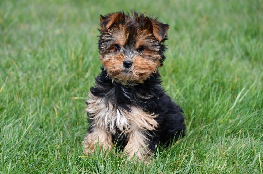 Yorkshire Terriër pup te koop (reutje), Yorkshire Terriër, 15 weken tot 1 jaar, Reu, Buitenland