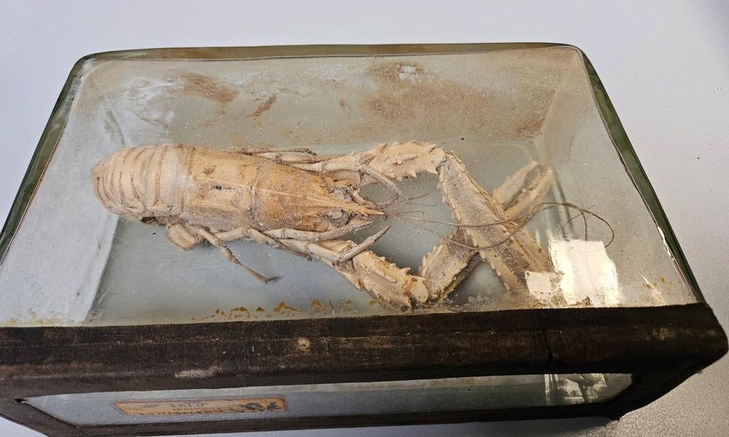 Vintage Germany kreeft/langoest in vitrine bak, Verzamelen, Dierenverzamelingen, Ophalen of Verzenden, Zo goed als nieuw, Insect