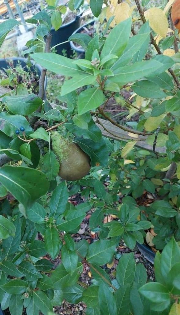 Conference perenboom, Ophalen, Perenboom, Halfschaduw, 100 tot 250 cm