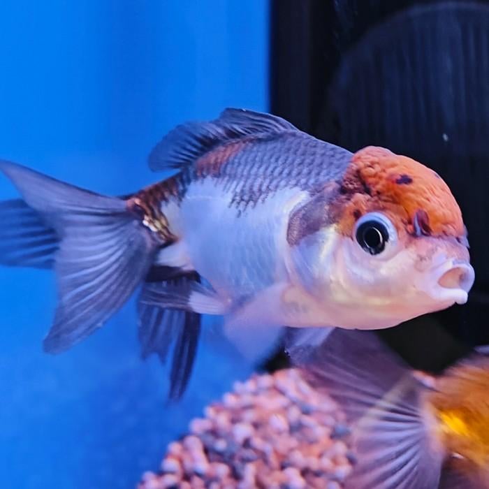 Carrasius auratus, Dieren en Toebehoren, Vis