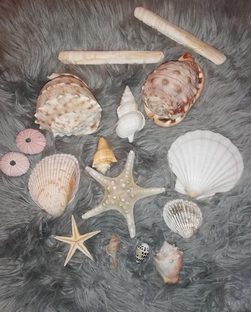 Set schelpen en zeesterren (set 1), Verzamelen, Ophalen of Verzenden, Schelp(en)