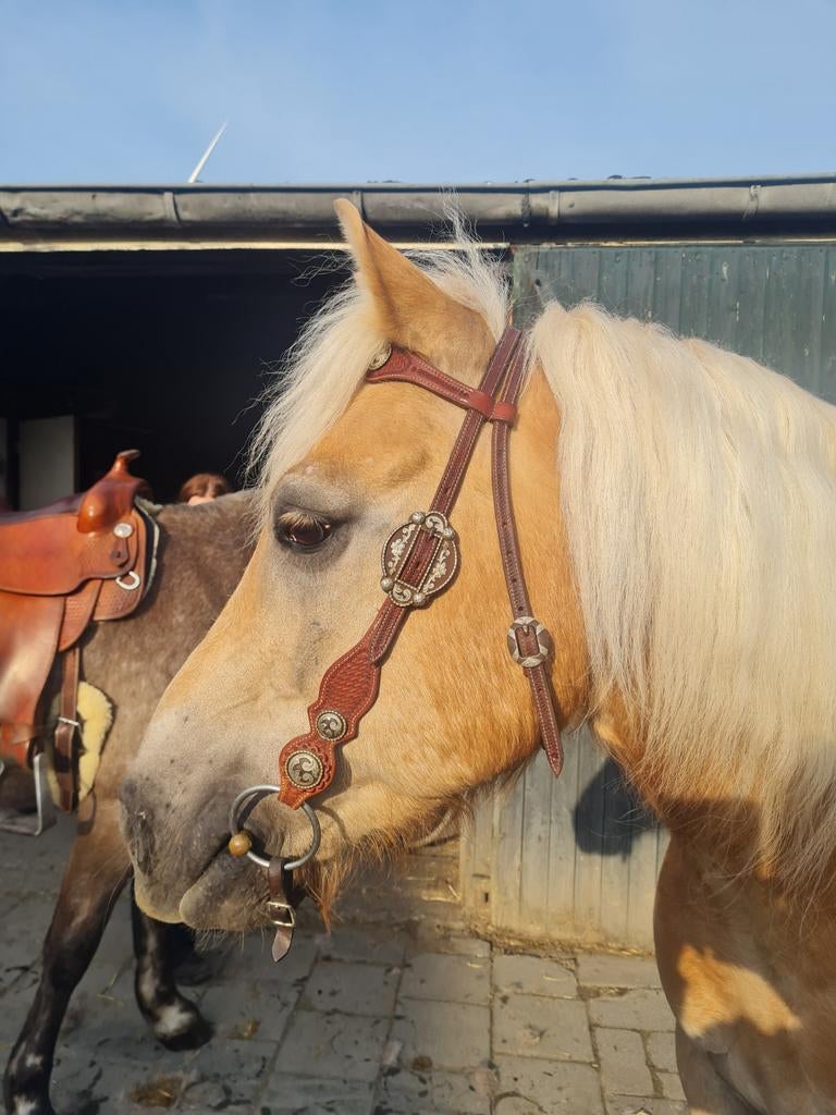 Westernhoofdstel gekocht bij Arthurs, Ophalen of Verzenden, Zo goed als nieuw, Western