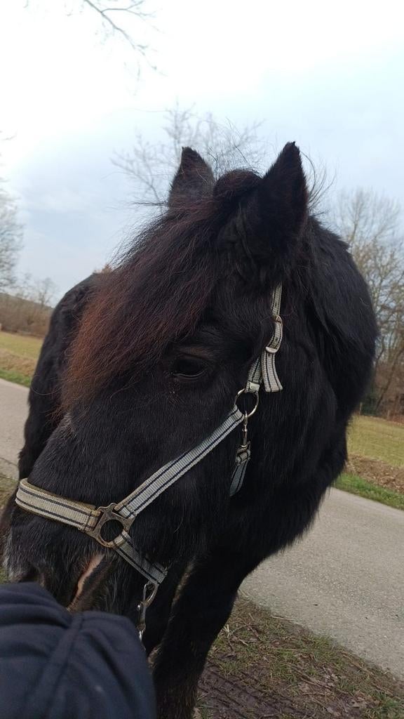 Verzorger aangeboden/verzorgpaard gezocht, Ophalen of Verzenden, Nieuw