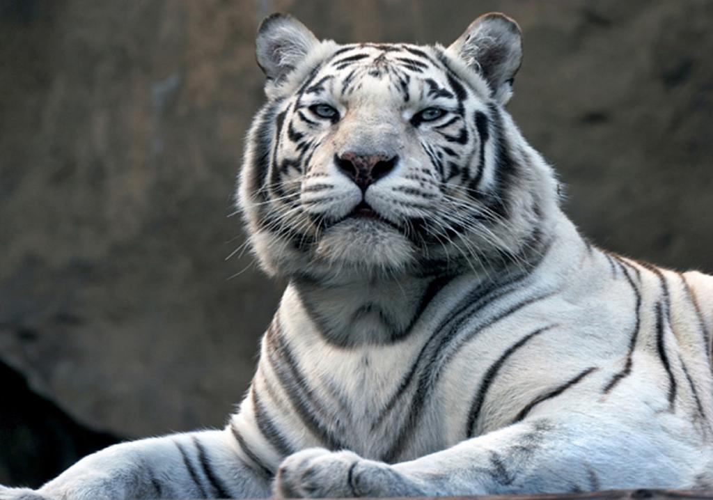 Jungle fotobehang Witte tijger VLIESbehang *Muurdeco4kids, Huis en Inrichting, Stoffering | Behang, minder dan 10 m², Verzenden