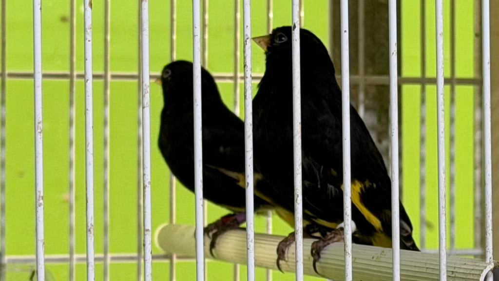 Sijzen Zwarte sijzen, Dieren en Toebehoren, Meerdere dieren, Wildzangvogel, Geringd