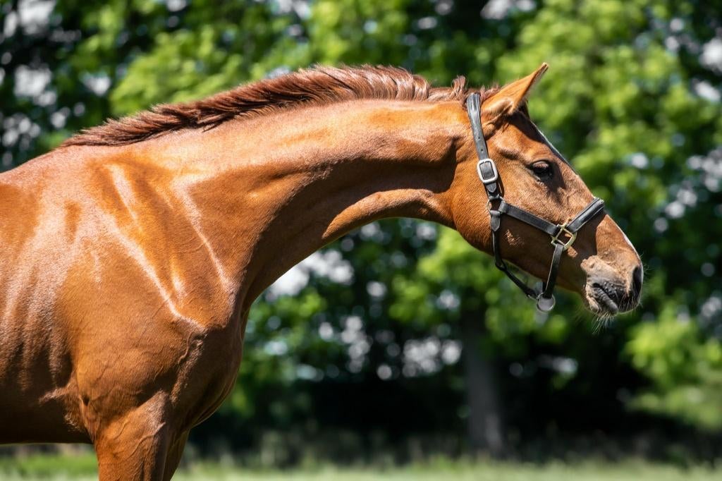Prachtige 3 jarige uit Mclaren., Dieren en Toebehoren, Paarden, Merrie, Onbeleerd, 170 tot 175 cm, 3 tot 6 jaar, Dressuurpaard