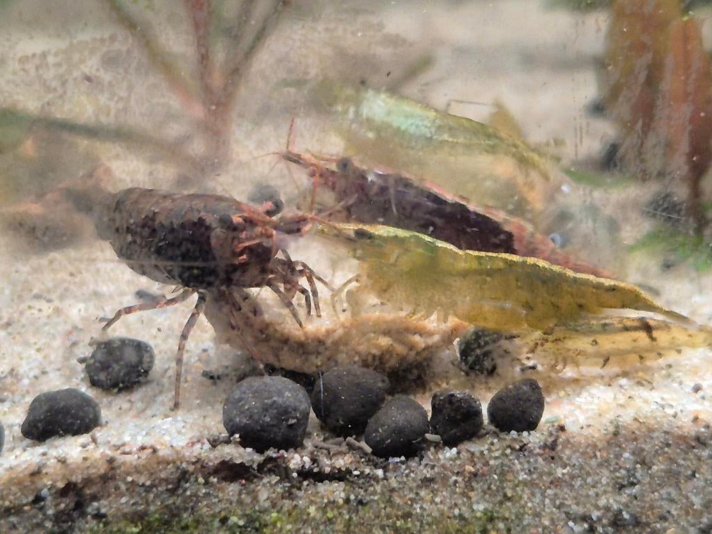 Garnalen wildkleur, Kreeft, Krab of Garnaal