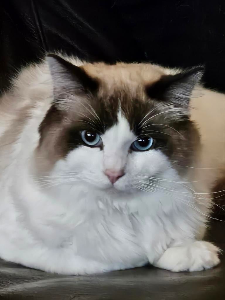 Ragdoll (dek)kater met stamboom, 0 tot 2 jaar