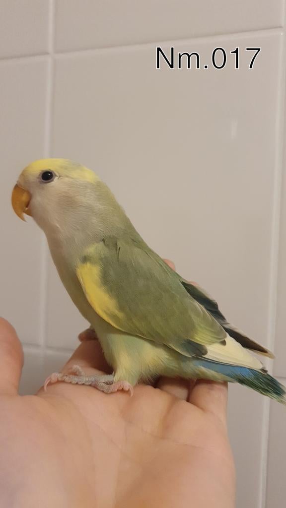 Handtamme baby agapornis. +/- 6 weken oud. zie beschrijving., Geslacht onbekend, Dwergpapegaai of Agapornis, Geringd