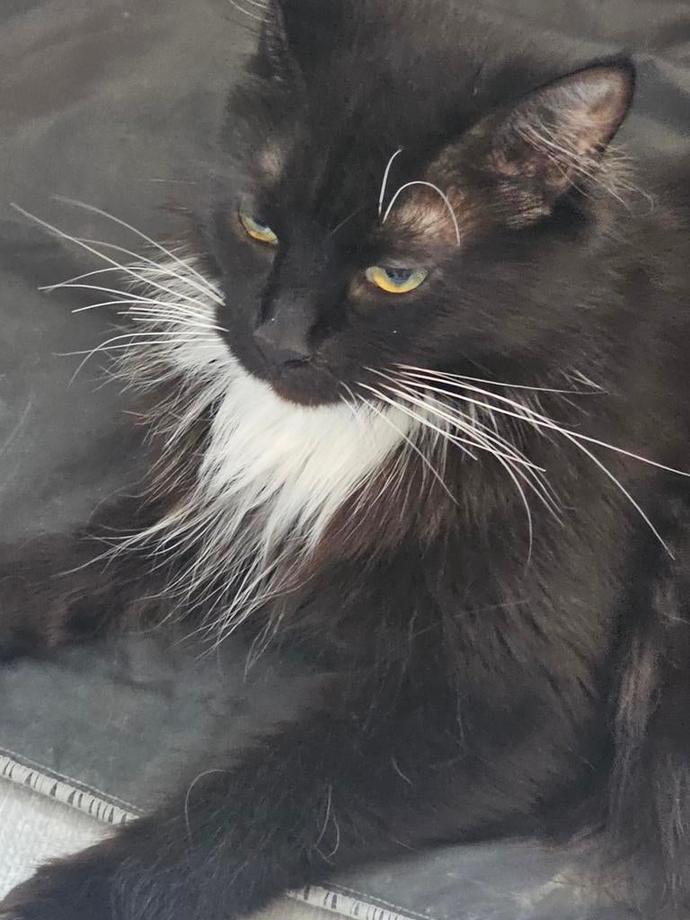 Nog 1 prachtige raszuivere maine coon beschikbaar, Dieren en Toebehoren, Meerdere dieren, Gechipt, 0 tot 2 jaar