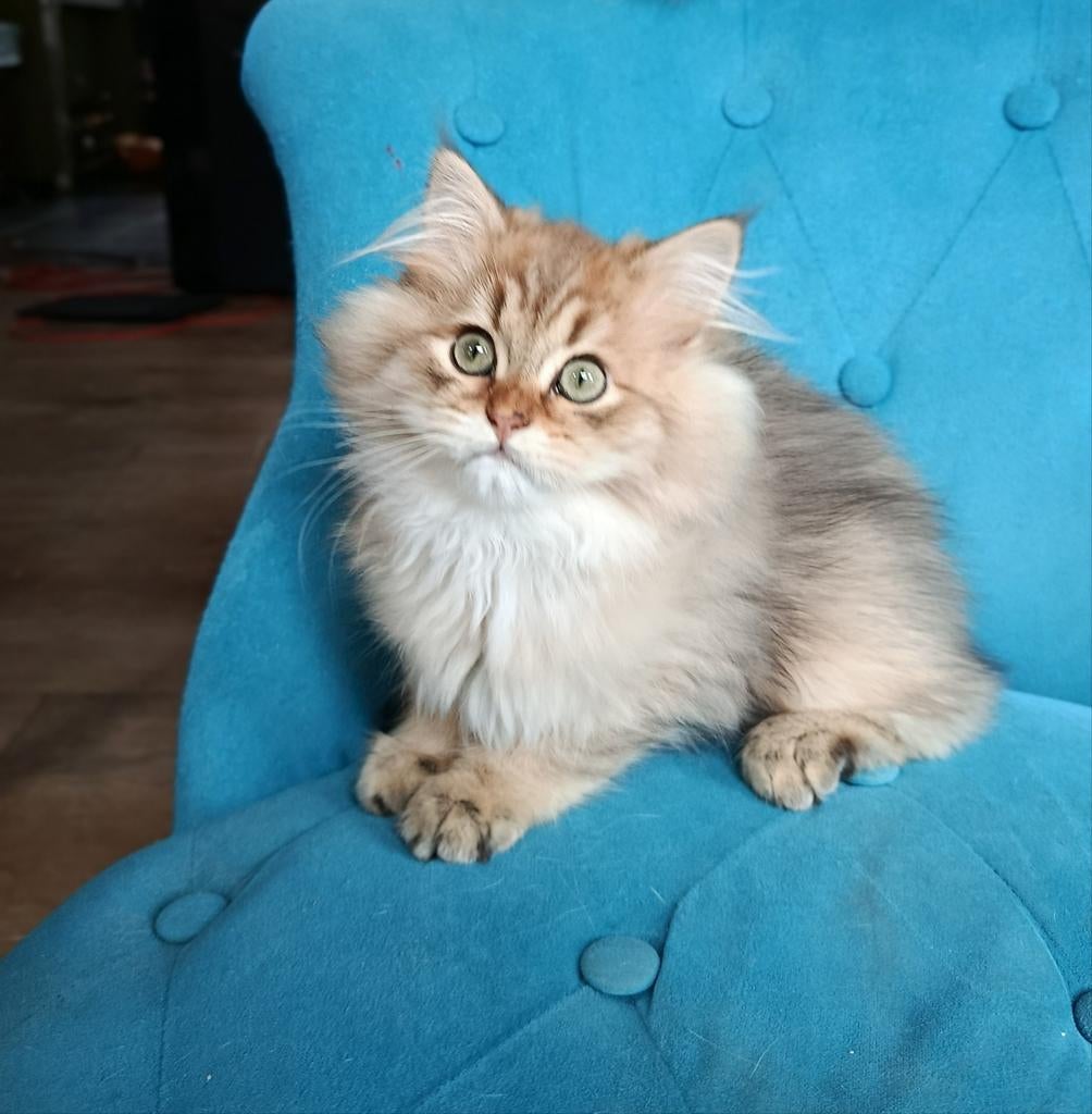 British langhaar golden black shaded, Kater, Met stamboom, 0 tot 2 jaar