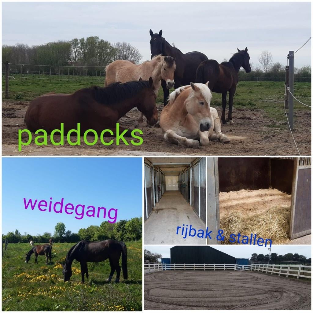 Pensionstalling:  24/7 buiten OF binnenbox+weide/paddock, Stalling