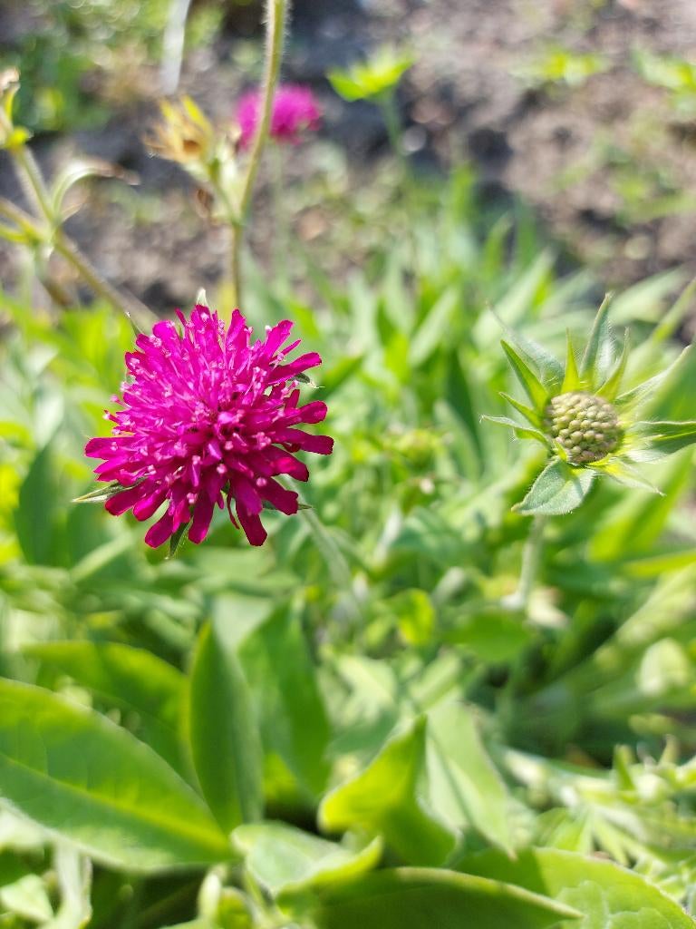 Beemdkroon Marcedonica, Tuin en Terras, Bloembollen en Zaden, Zaad, Voorjaar, Volle zon, Ophalen of Verzenden