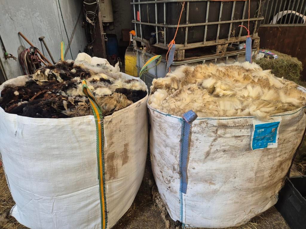 Schapen vachten. Mooi schoon en droog!