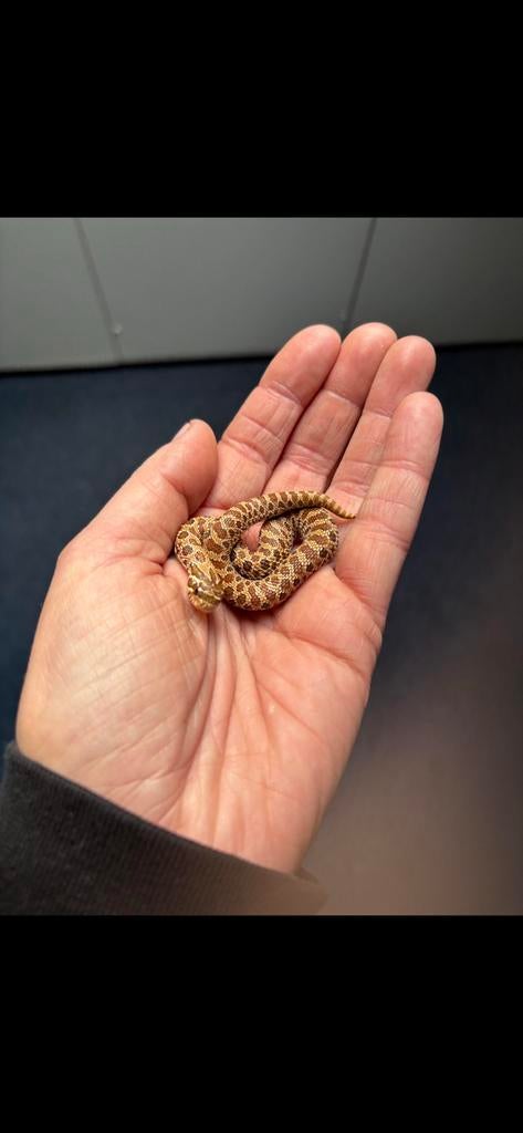 Hadkneus nkjes, Slang, 0 tot 2 jaar