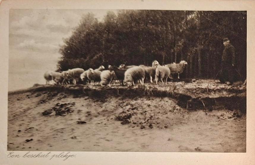 Een beschut plekje- Schapen op de hei 1939, Verzenden, 1920 tot 1940, Gelopen, Gelderland