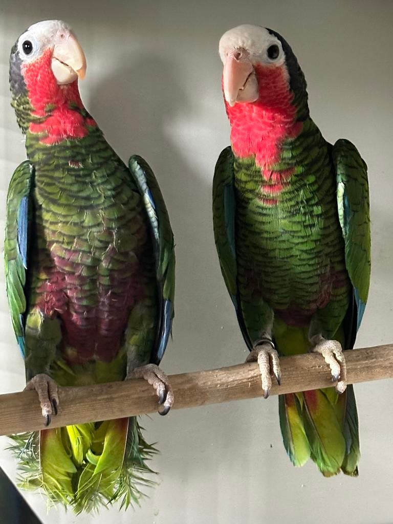 Koppel Cuba amazone (amazona leucocephala), Dieren en Toebehoren, Meerdere dieren, Papegaai