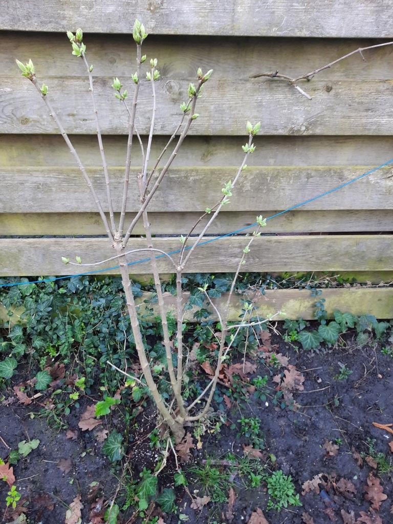Russische Sering (Syringa vulgaris), Ophalen, Volle zon, Vaste plant, Klimplanten