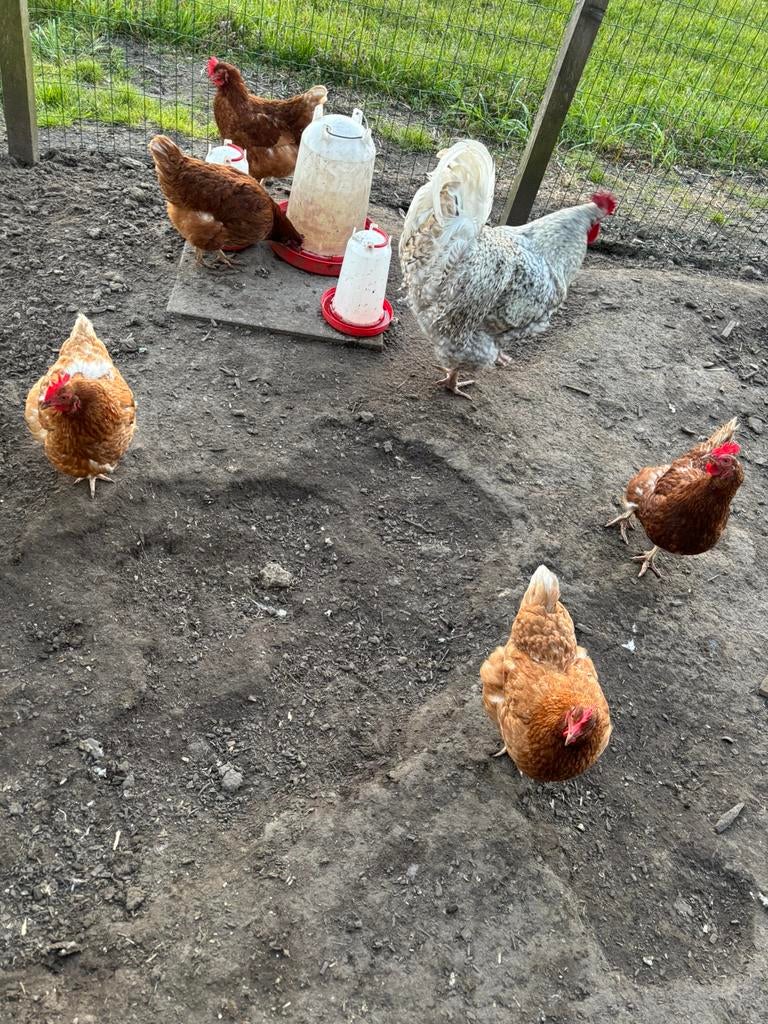 Verschillende mooie kippen/hanen! zuivere Zijdehoen hanen!, Dieren en Toebehoren, Pluimvee, Meerdere dieren, Kip