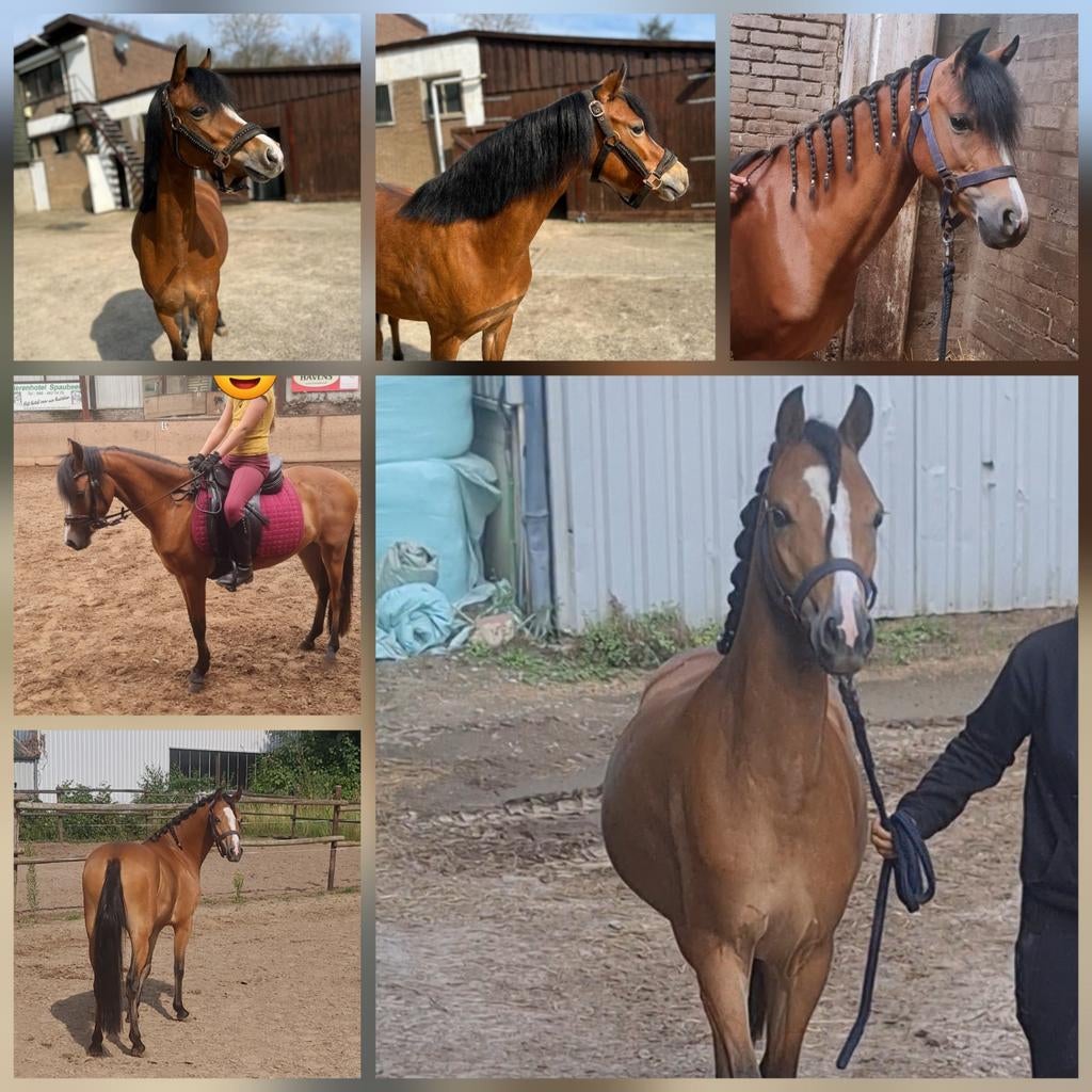Lieve en knappe welsh C merrie, Dieren en Toebehoren, Merrie, Dressuurpony, 3 tot 6 jaar, C pony (1.27m tot 1.37m)
