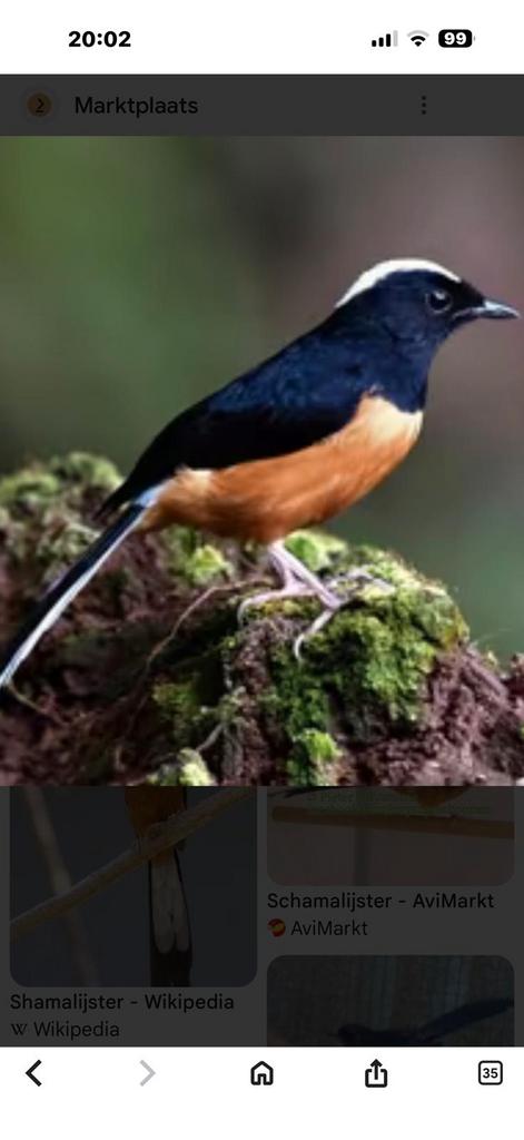 Zeer dringend opzoek naar popWitkruin Schamalijster, Dieren en Toebehoren, Vogels | Overige Vogels, Vrouwelijk