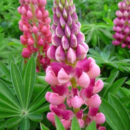 Zaden Lupine roze, Verzenden, Volle zon