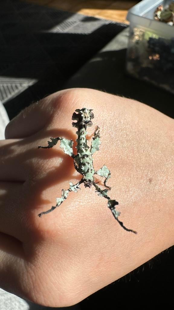 Innisfail Flappentakken lichen/korstmos, Dieren en Toebehoren, Wandelende tak