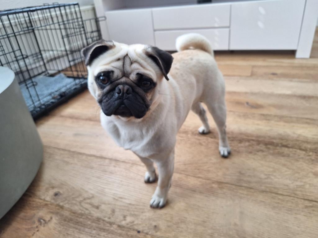 Mopshondje 2 jaar oud, Dieren en Toebehoren, Honden-accessoires, Ophalen