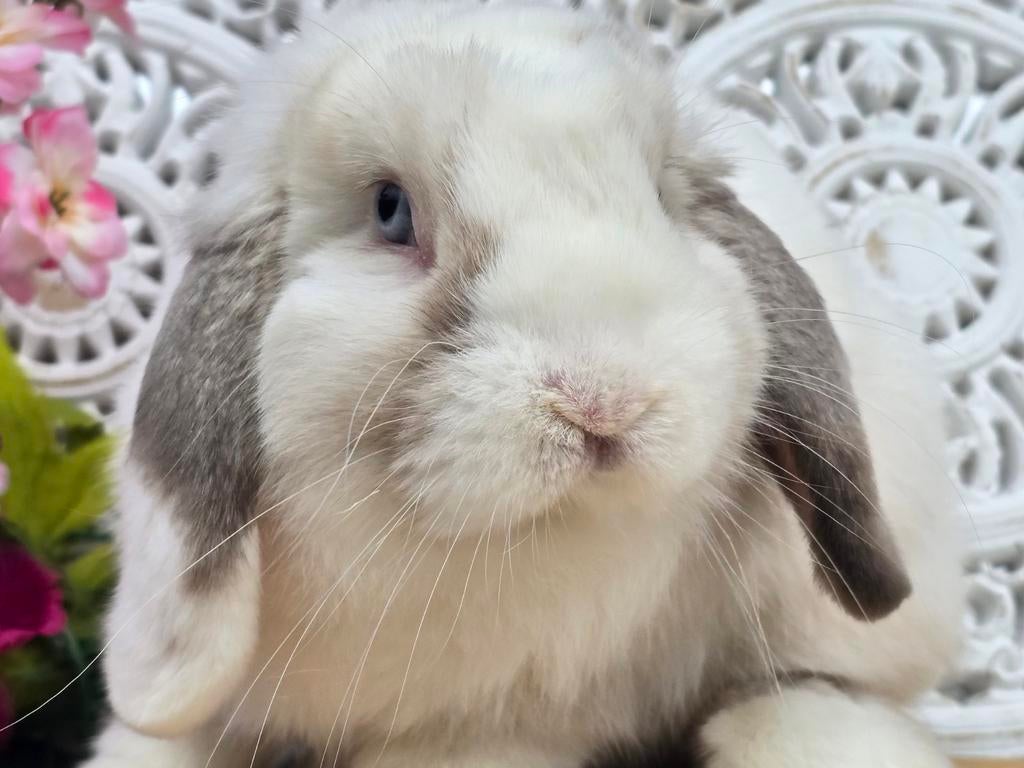 Ontzettend lieve,prachtige nhd ram, Dieren en Toebehoren, Konijnen, Mannelijk, Dwerg, Hangoor, 0 tot 2 jaar